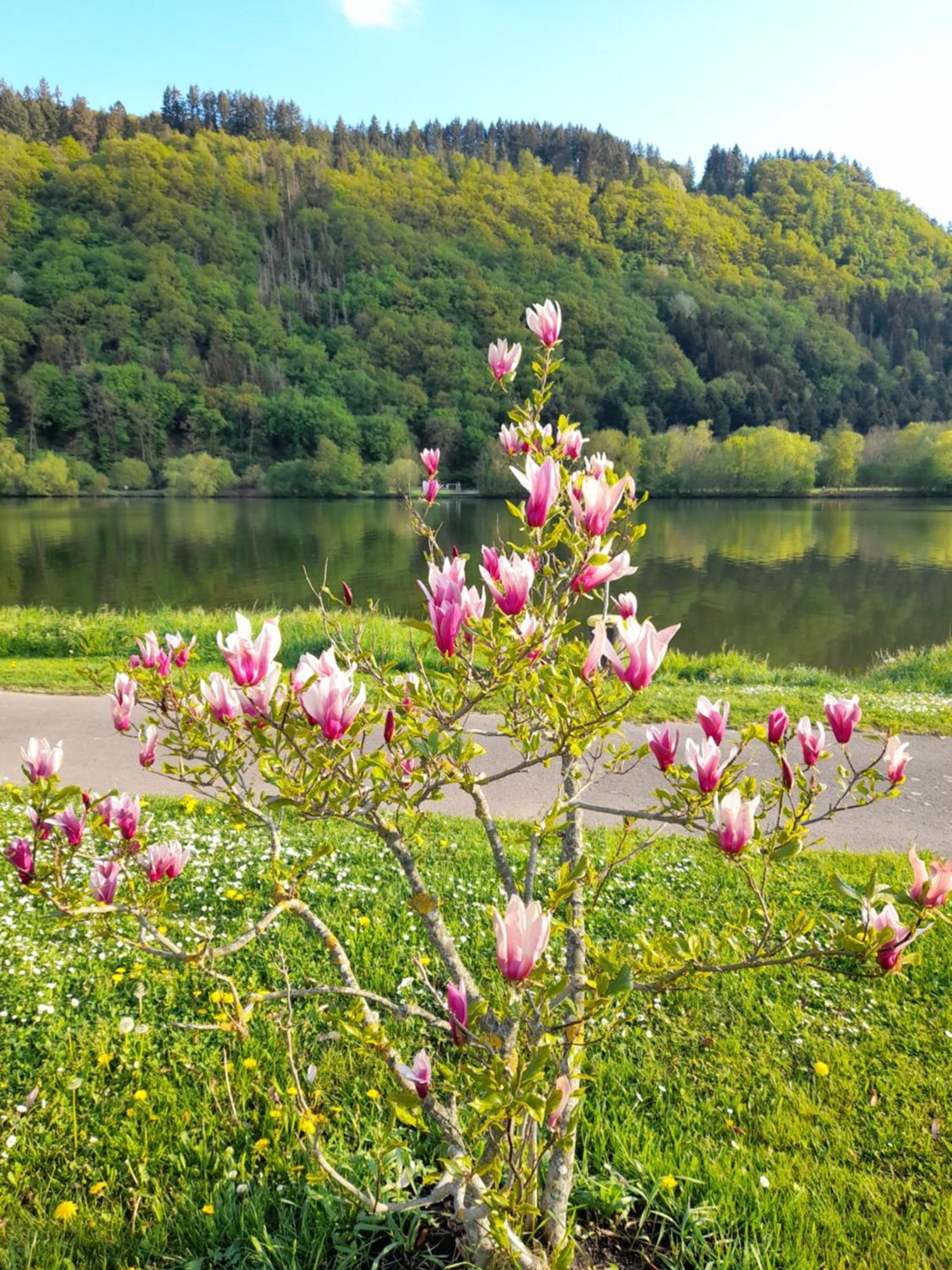 Am Moselbeach Mehring (Rhineland-Palatinate)